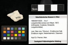 Foto (Objekt + Etiketten) von Longodromites excisus (von Meyer, 1857) 